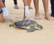 MPAL e MPF participam de soltura de tartaruga marinha em Maceió e reafirmam importância de um Plano de Ação Estadual